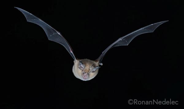 sortie à PLOUGRESCANT, Côtes d'Armor. NUIT DE LA CHAUVE-SOURIS Sortir à PLOUGRESCANT(Côtes d'Armor). PLOUGRESCANT.