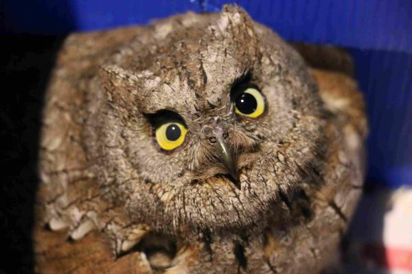 sortie à TOULON, Var. A LA RECHERCHE DU HIBOU PETIT-DUC SCOPS Sortir à TOULON(Var). TOULON.