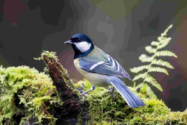 sortie à TOULON, Var. RENCONTRE AVEC LES OISEAUX DES JARDINS Sortir à TOULON(Var). TOULON.