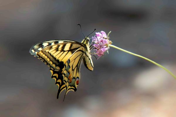 sortie à TOULON, Var. DÉCOUVERTE DE LA BIODIVERSITÉ DE TOULON Sortir à TOULON(Var). TOULON.