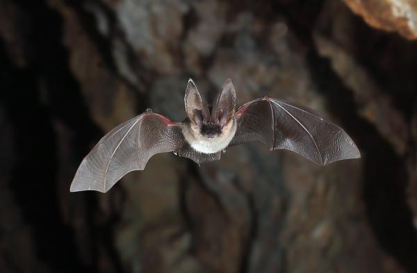 sortie à TOULON, Var. NUIT DE LA CHAUVE-SOURIS Sortir à TOULON(Var). TOULON.