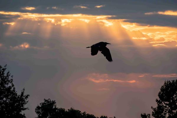 sortie à TOULON, Var. LES SECRETS DE LA MIGRATION DES OISEAUX Sortir à TOULON(Var). TOULON.