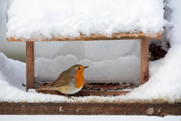 sortie à TOULON, Var. ACCUEILLIR LES OISEAUX DES JARDINS Sortir à TOULON(Var). TOULON.