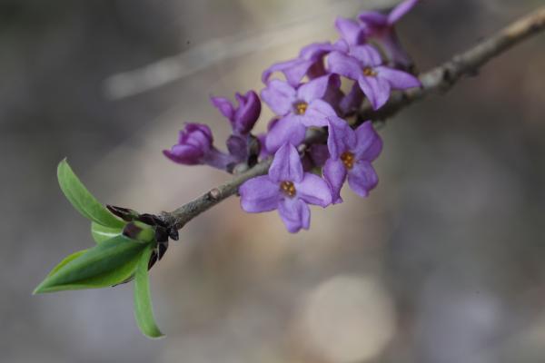 Sortir &agrave; SENTHEIM(Haut Rhin). SENTHEIM.