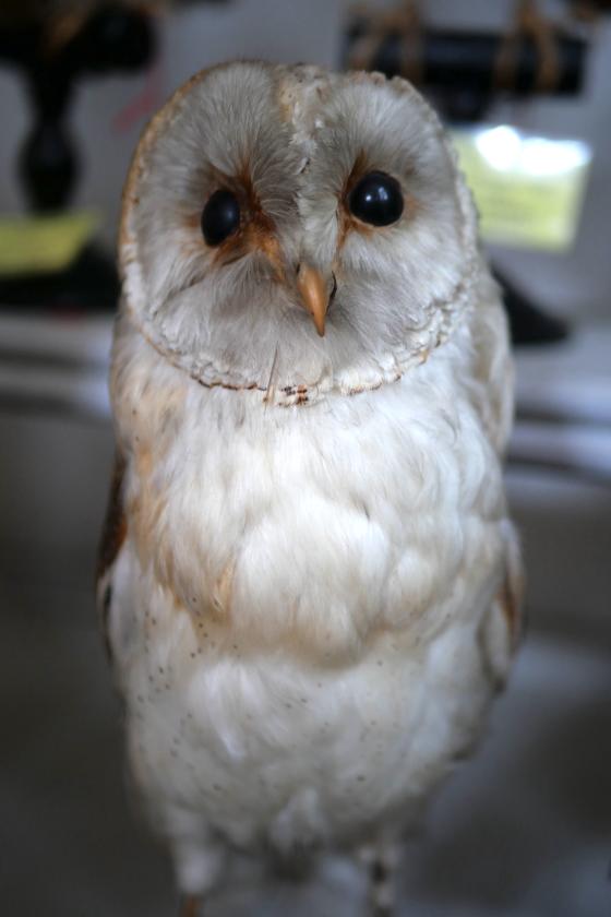 sortie à GAILLAC, Tarn. ATELIER : CROQUIS CHOUETTES Sortir à GAILLAC(Tarn). GAILLAC.
