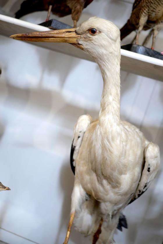 sortie à GAILLAC, Tarn. VISITE COMMENTÉE : LE MUSÉUM EN 10 SPÉCIMENS Sortir à GAILLAC(Tarn). GAILLAC.