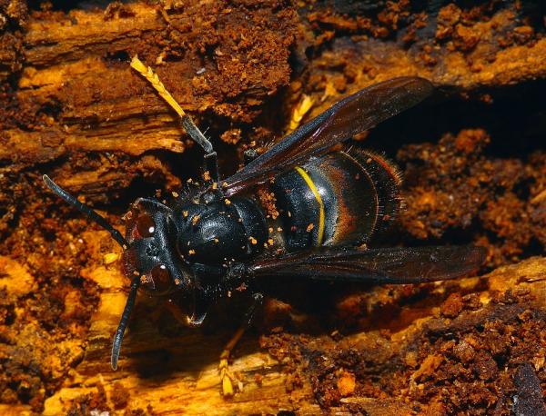 Sortir &agrave; GAILLAC(Tarn). GAILLAC.