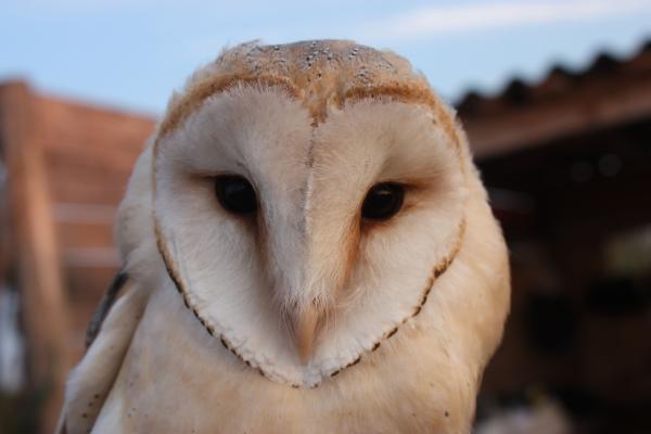 Sortir &agrave; BRAUD ET ST LOUIS(Gironde). BRAUD ET ST LOUIS.