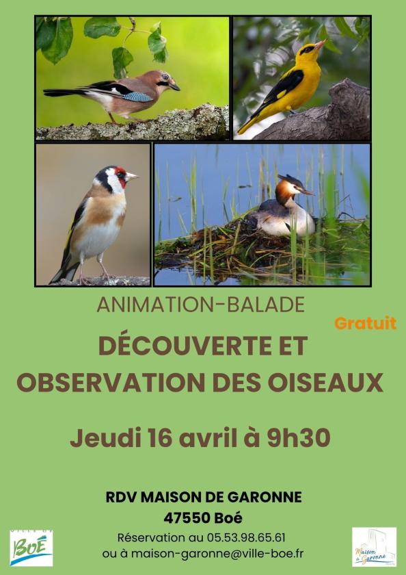 sortie à BOE, Lot et Garonne. BALADE NATURE SUR L’OBSERVATION DES OISEAUX Sortir à BOE(Lot et Garonne). BOE.