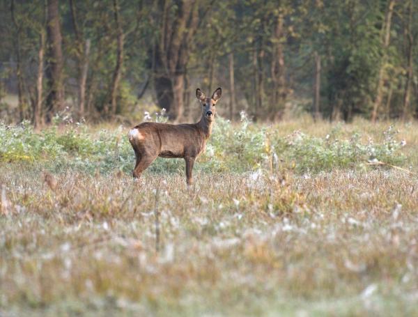 Sortir &agrave; MONTSOREAU(Maine et Loire). MONTSOREAU.