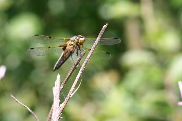 Sortir &agrave; AMBOISE(Indre et Loire). AMBOISE.