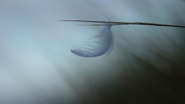 Sortir &agrave; BOUCHEMAINE(Maine et Loire). BOUCHEMAINE.