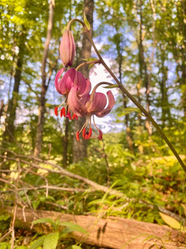 Sortir &agrave; SENTHEIM(Haut Rhin). SENTHEIM.