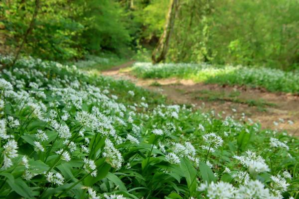 Sortir &agrave; LE FIEF SAUVIN(Maine et Loire). LE FIEF SAUVIN.