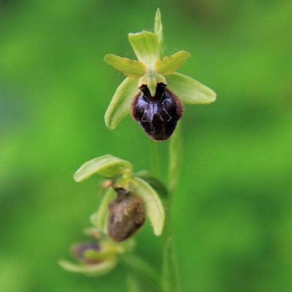 Sortir &agrave; MONTJEAN SUR LOIRE(Maine et Loire). MONTJEAN SUR LOIRE.