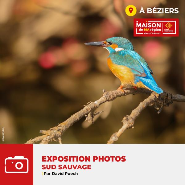 sortie à BEZIERS, Hérault. SUD SAUVAGE Sortir à BEZIERS(Hérault). BEZIERS.
