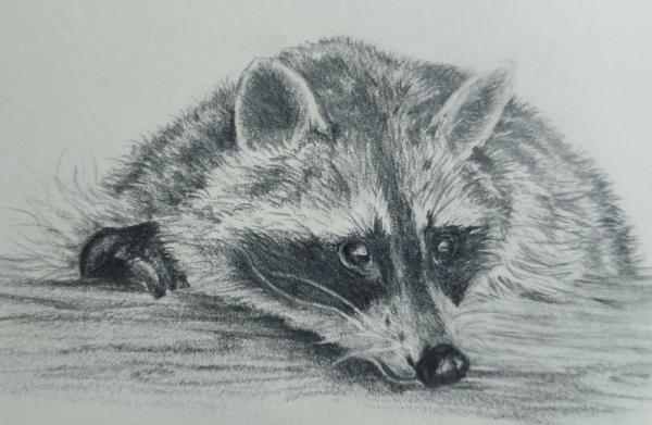 sortie à LA GACILLY, Morbihan. ATELIER DESSIN ANIMALIER AU CRAYON GRAPHITE Sortir à LA GACILLY(Morbihan). LA GACILLY.