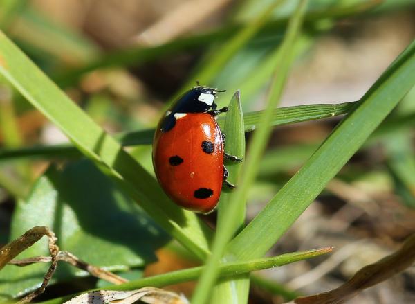 sortie à LA GARDE, Var. DÉCOUVREZ LA BIODIVERSITÉ DE LA VILLA JEANNE : UN Sortir à LA GARDE(Var). LA GARDE.