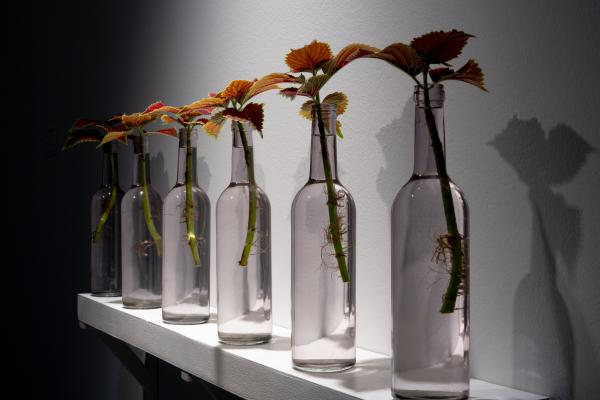 sortie à TOULOUSE, Haute Garonne. TROPISME POÉTIQUE. DES PLANTES QUI DANSENT Sortir à TOULOUSE(Haute Garonne). TOULOUSE.