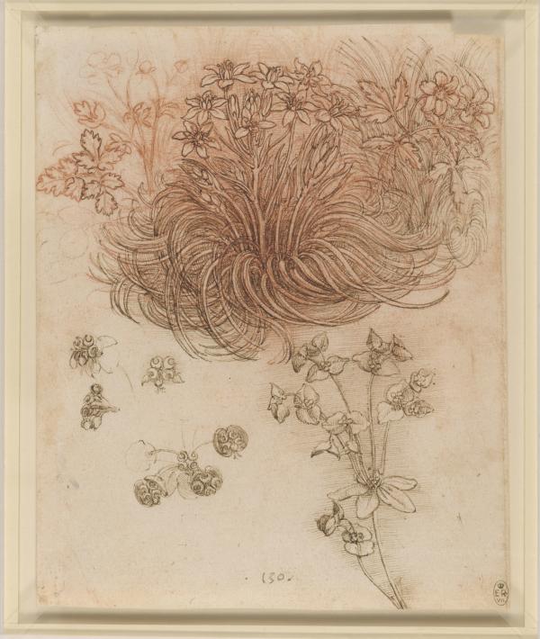 sortie à GRAVELINES, Nord. LÉONARD DE VINCI ET LA NATURE Sortir à GRAVELINES(Nord). GRAVELINES.